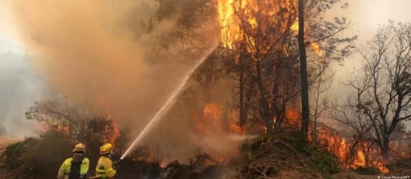 Spain's wildfires: Counting the economic cost