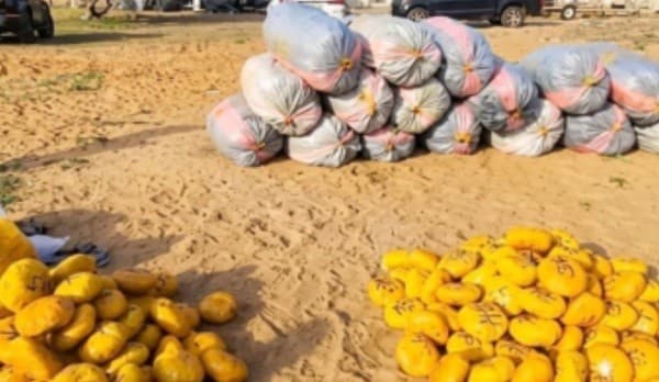  Police intercept 2,213 slabs of suspected Indian hemp on River Volta
