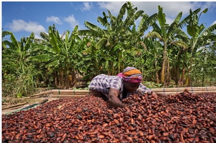   Parliament passes new cocoa law guaranteeing Ghanaian farmers 70% of export price