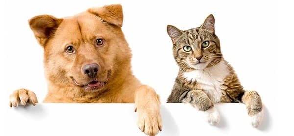 Free rabies jabs for 25,000 dogs and cats as Ghana targets high-risk areas