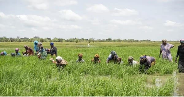 Ghana secures $18.8 million grant to boost rice production