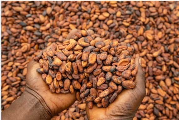 Ghana cocoa buyers banned from buying beans on credit