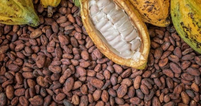 Ghana keeps cocoa producer prices unchanged despite global market decline