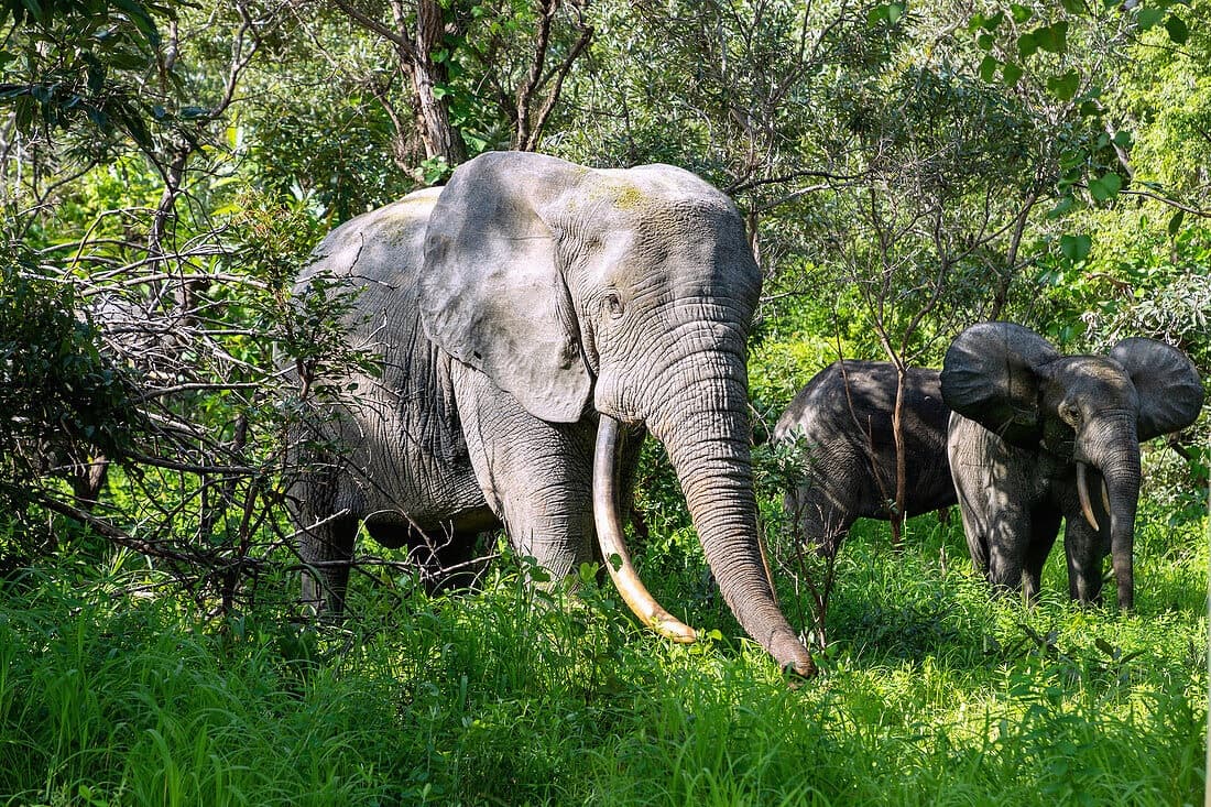 Mole National Park: Ghana’s Premier Wildlife Sanctuary in the Savannah Region