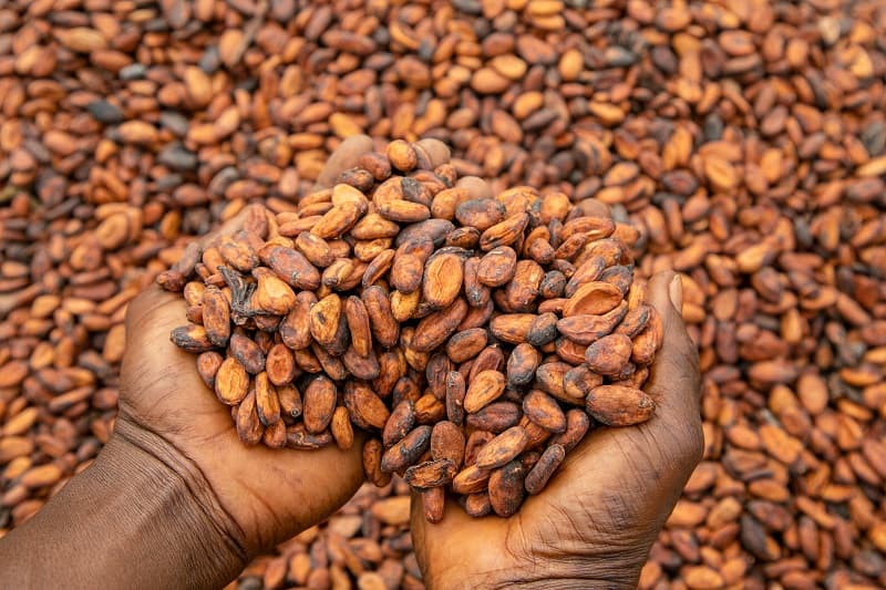 Ghana and Côte d’Ivoire agree plan to harmonise cocoa prices