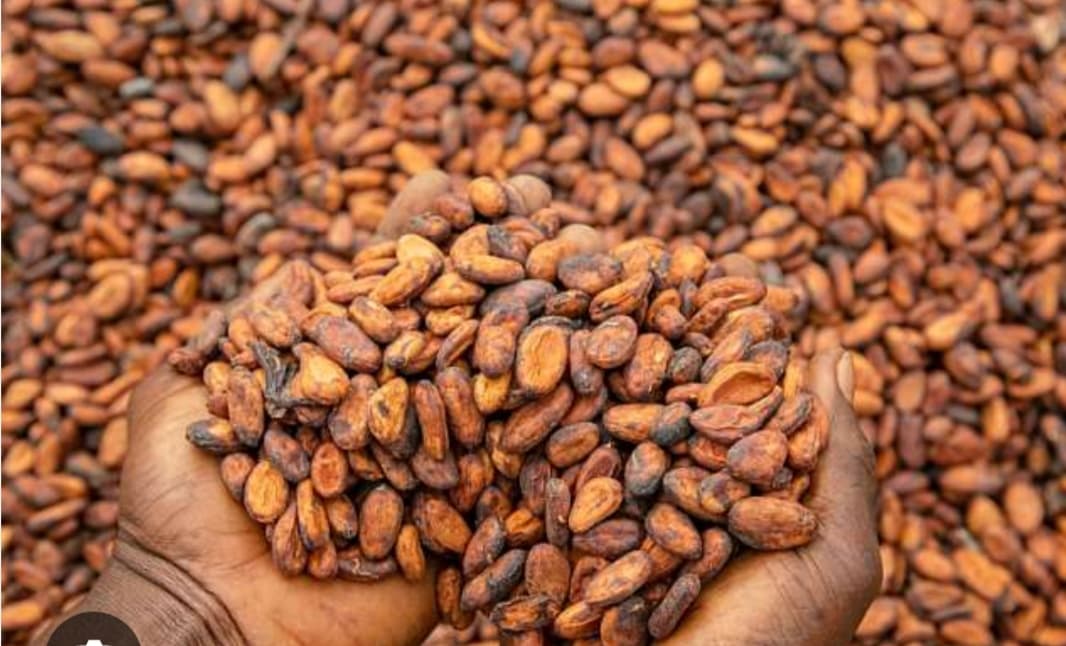 Ghana releases GH¢2.6bn to clear delayed payments to cocoa farmers